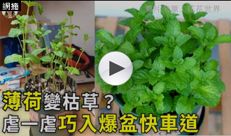 [精選影片]