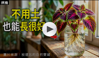[精選影片]